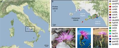 Genotyping-by-sequencing provides new genetic and taxonomic insights in the critical group of Centaurea tenorei